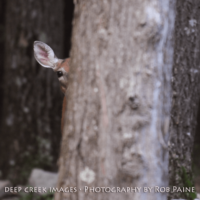 Photo by Rob Paine/Deep Creek Images/Copyright 2015