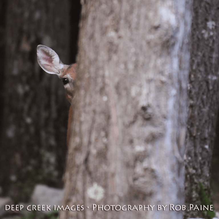 Photo by Rob Paine/Deep Creek Images/Copyright 2015