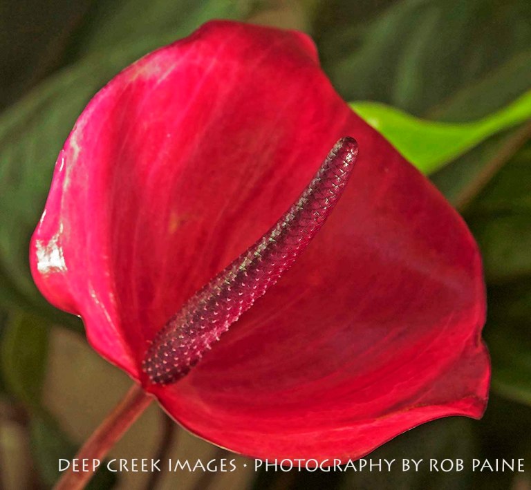 Photo by Rob Paine/Copyright 2015