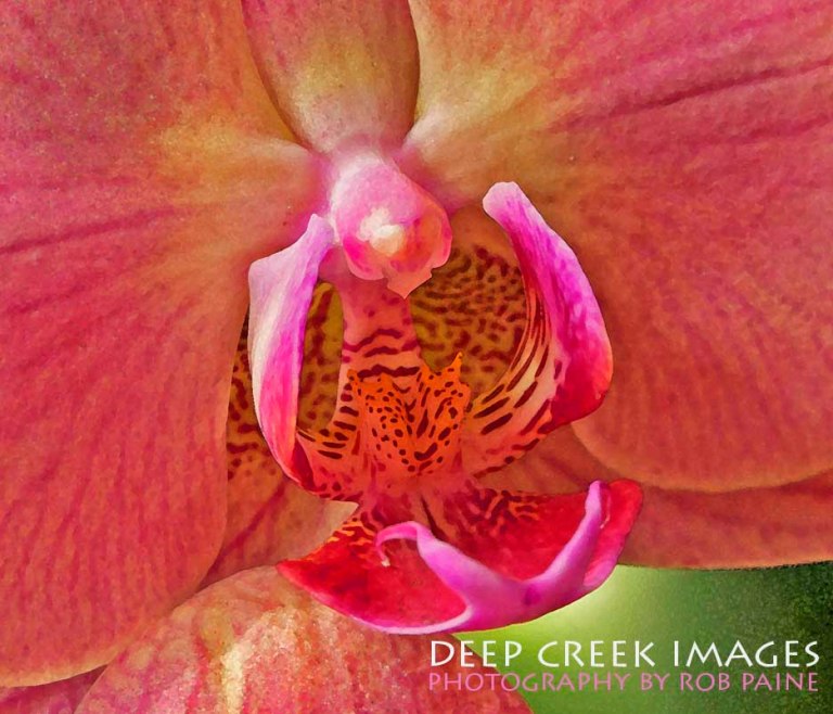 2-Photo by Rob Paine/Deep Creek Images/Copyright 2015