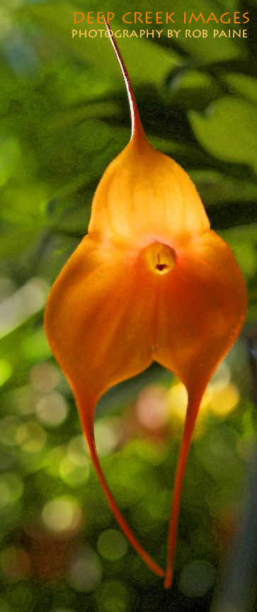 Photo by Rob Paine/Deep Creek Images/Copyright 2015