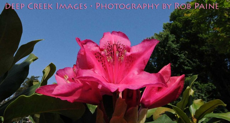 Photo By Rob Paine/Deep Creek Images/Copyright 2015