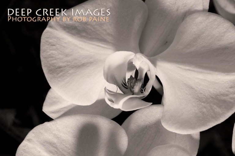 Photo by Rob Paine/Deep Creek Images/Copyright 2015