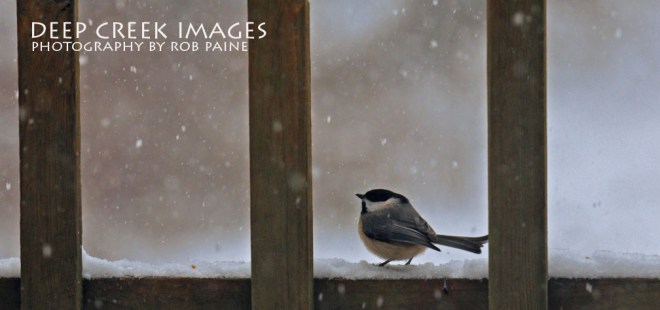 rob paine carolina chickadee on the porch