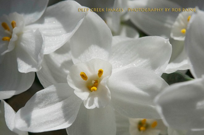 Photo by Rob Paine/Copyright 2015