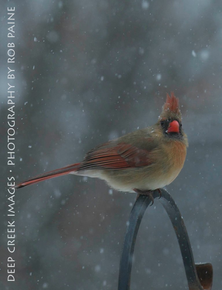 Photo by Rob Paine/Deep Creek Images/Copyright 2015