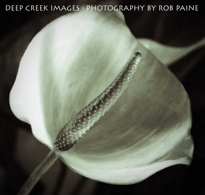 Photo by Rob Paine/Copyright 2015