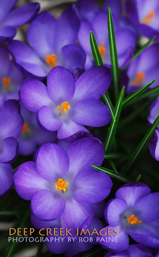 Photo by Rob Paine/Deep Creek Images/Copyright 2015