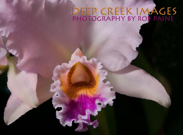 Photo by Rob Paine/Deep Creek Images/Copyright 2015