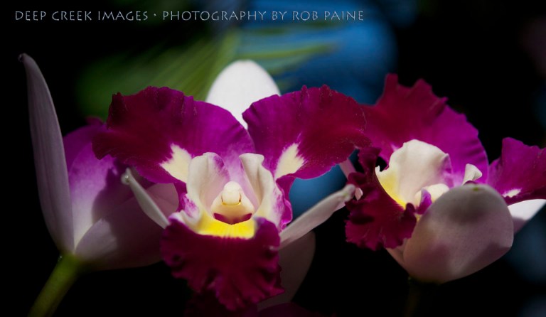 Photo by Rob Paine/Copyright 2015