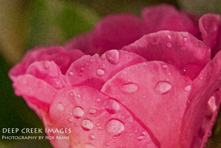 Photo by Rob Paine/Deep Creek Images/Copyright 2015