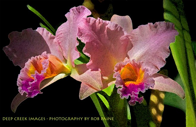 Photo by Rob Paine/Copyright 2015