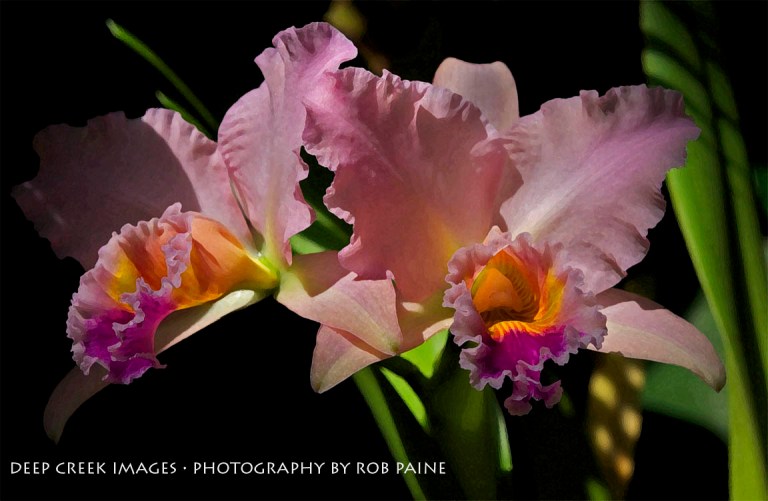 Photo by Rob Paine/Copyright 2015