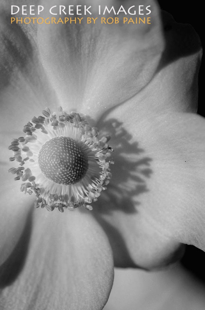 Photo by Rob Paine/Deep Creek Images/Copyright 2015