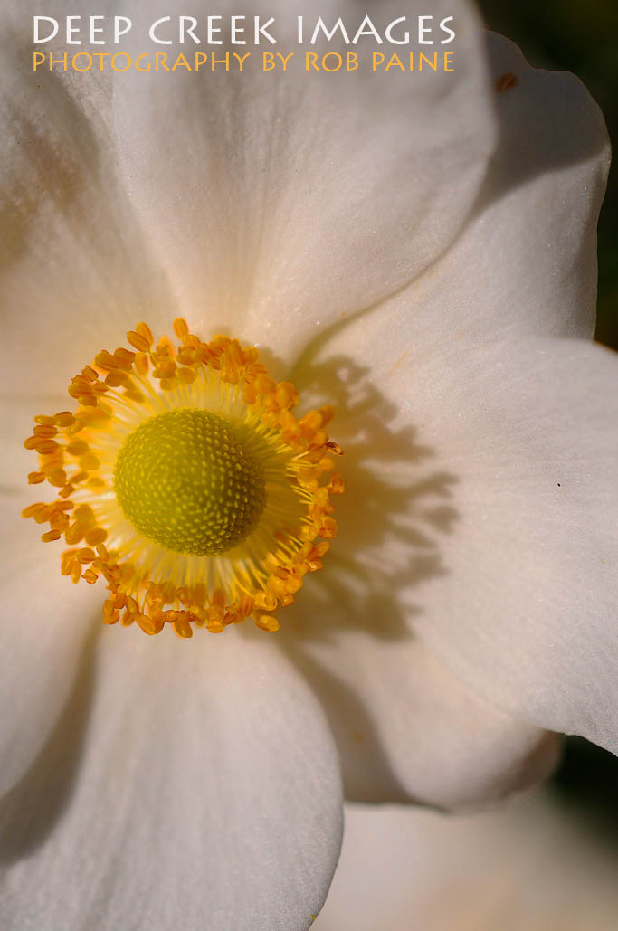 Photo by Rob Paine/Deep Creek Images/Copyright 2015