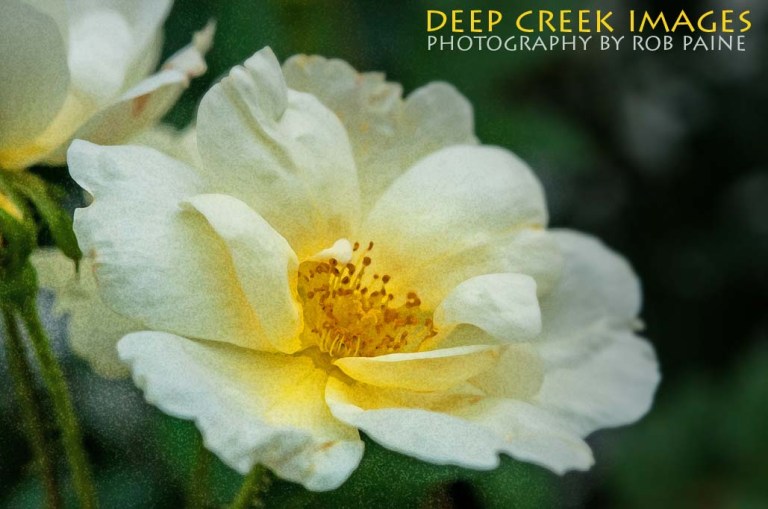 Photo by Rob Paine/Deep Creek Images/Copyright 2015
