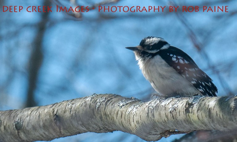 Photo by Rob Paine/Deep Creek Images/Copyright 2015