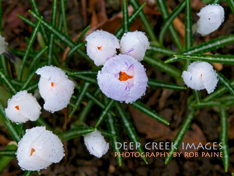 Photo by Rob Paine/Deep Creek Images/Copyright 2015