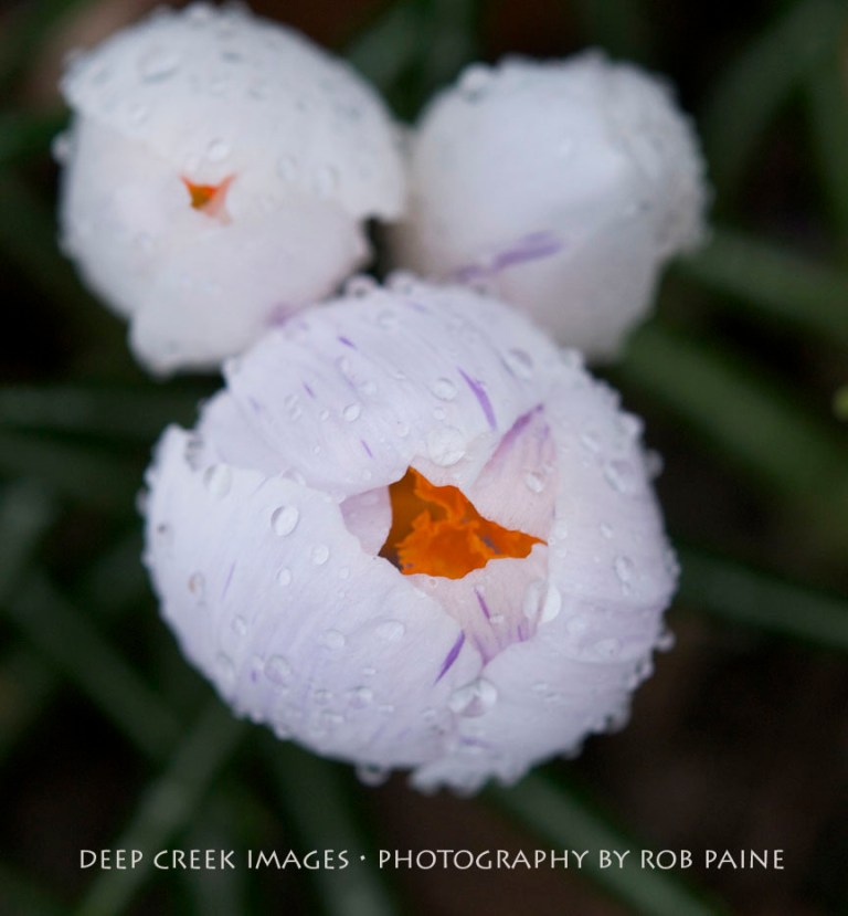 Photo by Rob Paine/Deep Creek Images/Copyright 2015