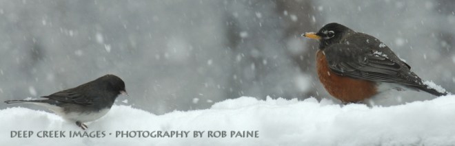 Photo By Rob Paine/Deep Creek Images/Copyright 2015