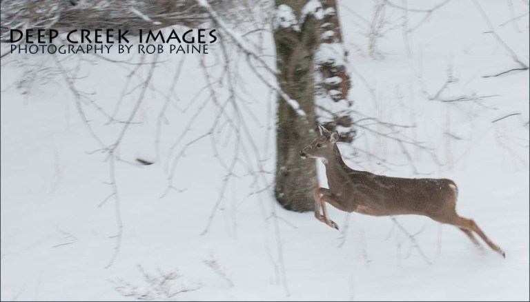 Photo By Rob Paine/Copyright 2015 All Rights Reserved