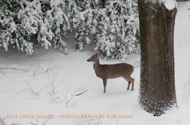 Rob Paine Deer In Snow