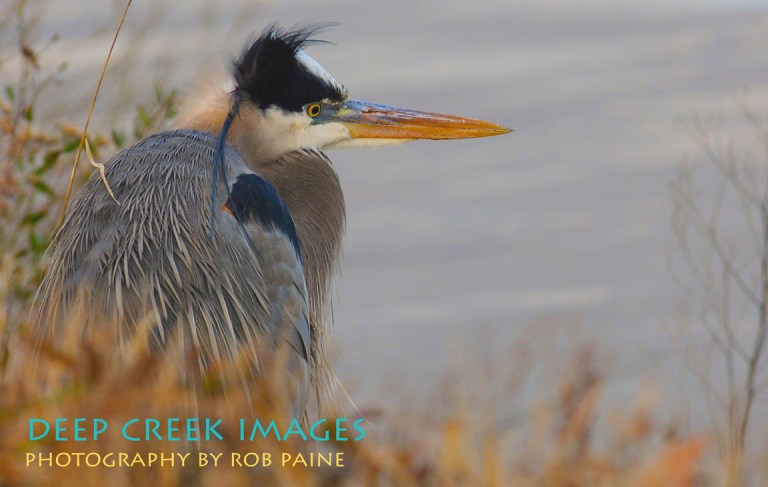 Photo by Rob Paine/Deep Creek Images/Copyright 2015