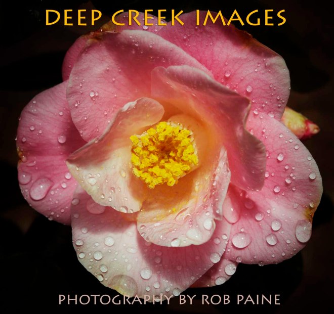 Photo by Rob Paine/Deep Creek Images/Copyright 2015