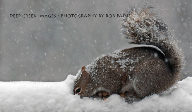 Photo by Rob Paine/Deep Creek Images/Copyright 2015