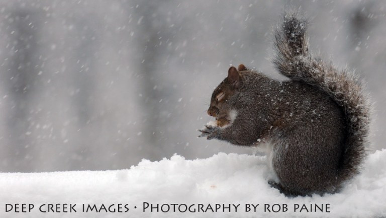 Photo by Rob Paine/Deep Creek Images/Copyright 2015