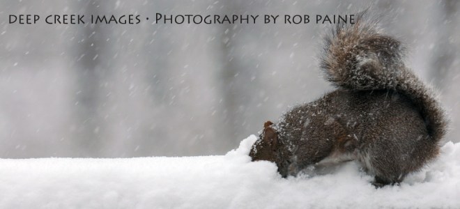 Photo by Rob Paine/Deep Creek Images/Copyright 2015