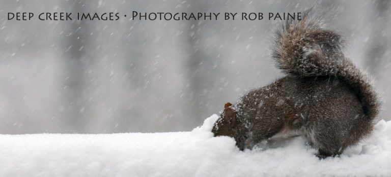 Photo by Rob Paine/Deep Creek Images/Copyright 2015