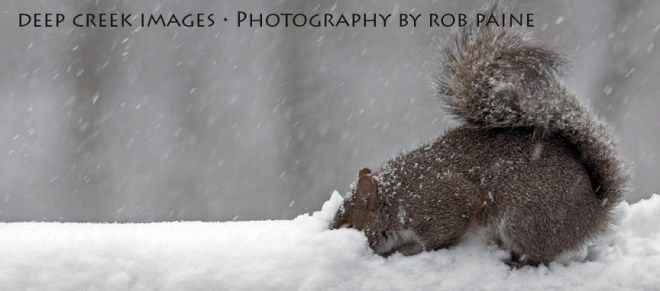 Photo by Rob Paine/Deep Creek Images/Copyright 2015