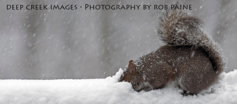 Photo by Rob Paine/Deep Creek Images/Copyright 2015