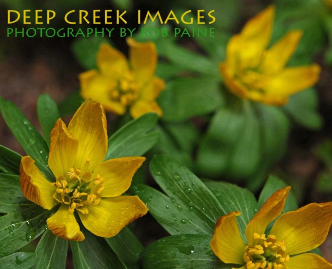 Photo by Rob Paine/Deep Creek Images/Copyright 2015
