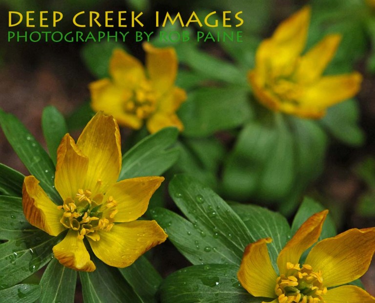 Photo by Rob Paine/Deep Creek Images/Copyright 2015