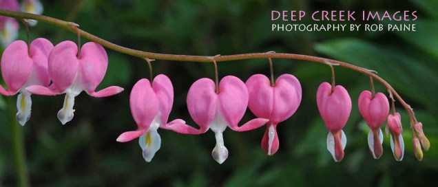 Photo by Rob Paine/Deep Creek Images/Copyright 2015