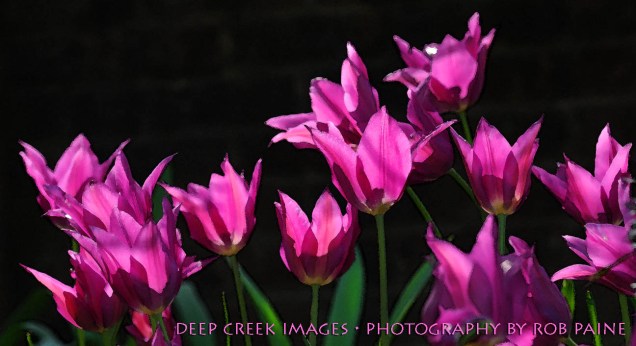 Photo by Rob Paine/Deep Creek Images/Copyright 2015