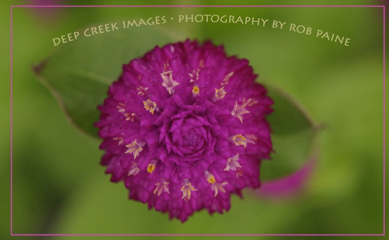 4- Photo by Rob Paine/Deep Creek Images/Copyright 2015