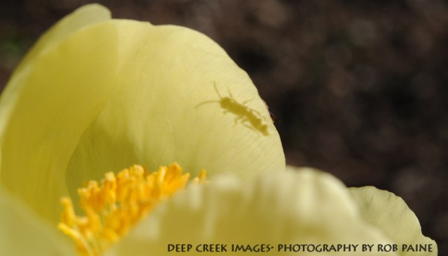 Photo by Rob Paine/Deep Creek Images/Copyright 2015