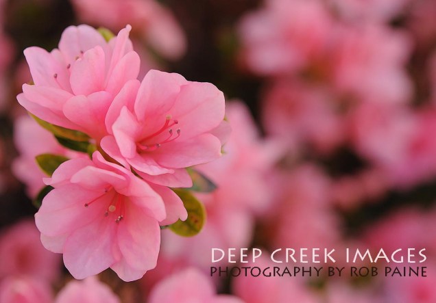 Photo by Rob Paine/Copyright 2025 Deep Creek Images