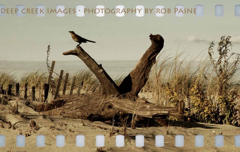 Photo by Rob Paine/Deep Creek Images/Copyright 2015