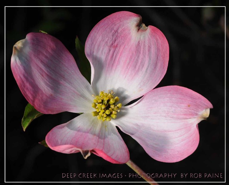 Photo by Rob Paine/Deep Creek Images/Copyright 2015