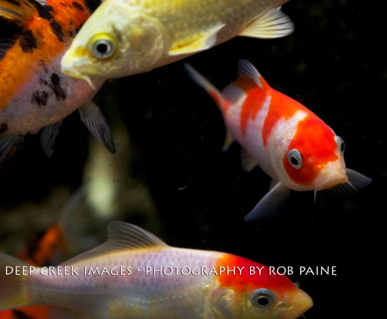  Photo by Rob Paine/Deep Creek Images/Copyright 2015