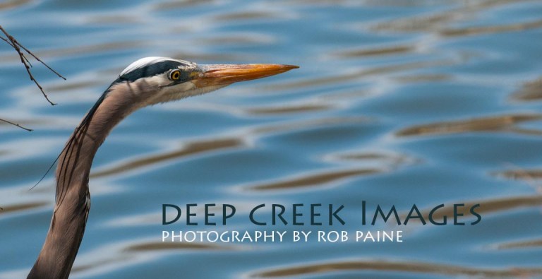  Photo by Rob Paine/Deep Creek Images/Copyright 2016