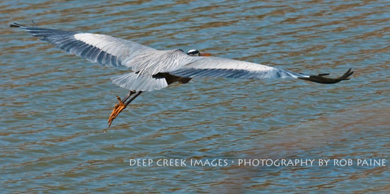  Photo by Rob Paine/Deep Creek Images/Copyright 2015