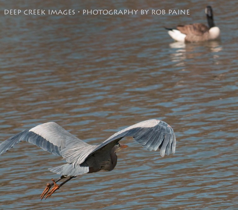  Photo by Rob Paine/Deep Creek Images/Copyright 2015