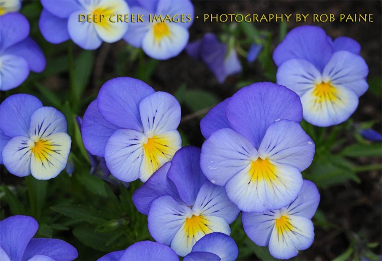 Photo by Rob Paine/Deep Creek Images/Copyright 2015