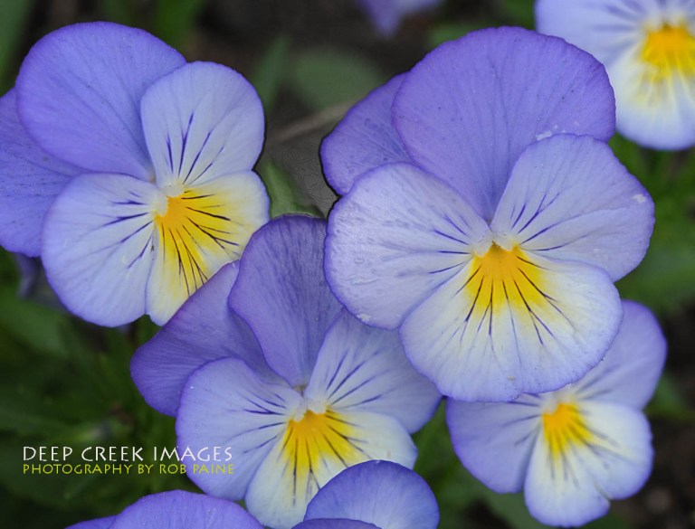 Photo by Rob Paine/Deep Creek Images/Copyright 2015