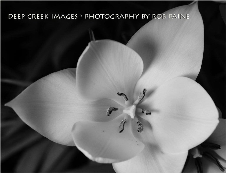 Photo by Rob Paine/Deep Creek Images/Copyright 2015